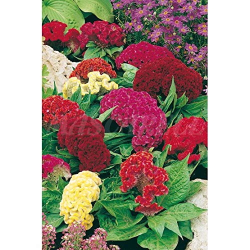 Semillas flores - Amaranto cresta gallo mix - Mascarell
