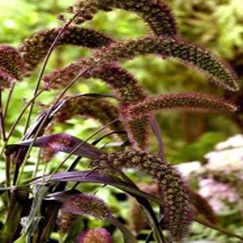 Outsidepride Setaria Italica Red Jewel Millet Ornamental Grass For Wildlife Forage Or Dried Arrangements - 500 Seeds #TOP3