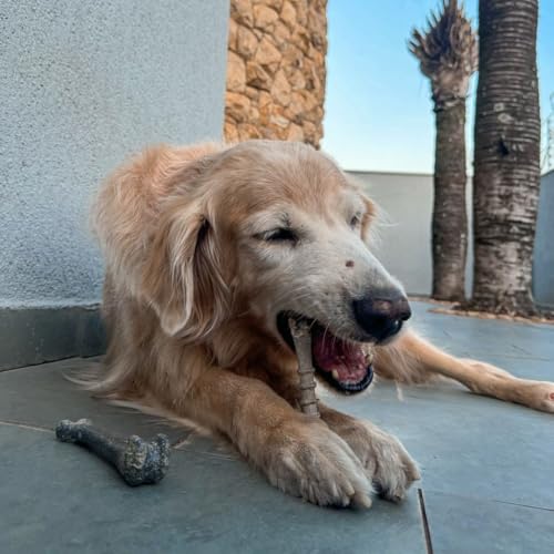 Kit Biobone 2 Unid. Mordedor Natural para Cães (Pequeno Kit, Laranja e Cana)