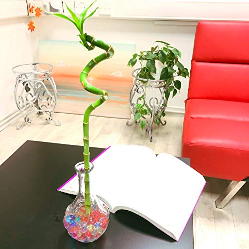1 flor de bambú en espiral cultivada en jarrón de cristal transparente con bolas de agua coloridas para tu casa Feng Shui