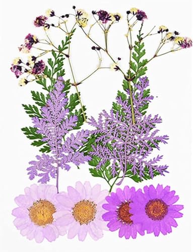 Flor seca pequeña para prensar y decorar miniatura 4