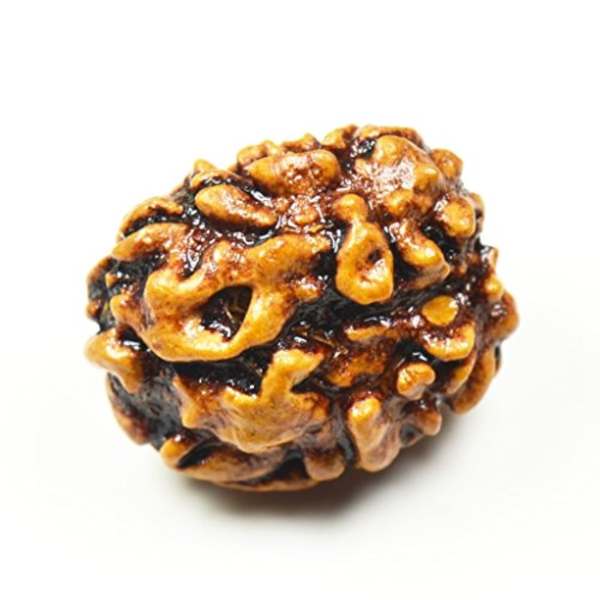 Natural Rudraksha Bead 3 Mukhi