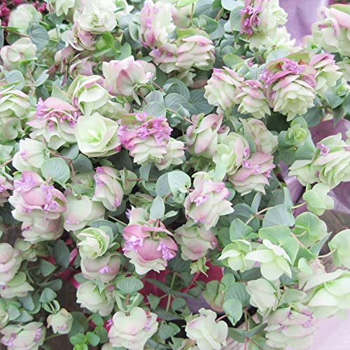 Ornamental Oregano Seeds Origanum 'Kirigami' Low-Growing Herbaceous Perennial Fragrant Dried Flower Arrangements Hanging Baskets Borders Rock Gardens 50Pcs Herb Seeds by YEGAOL Garden