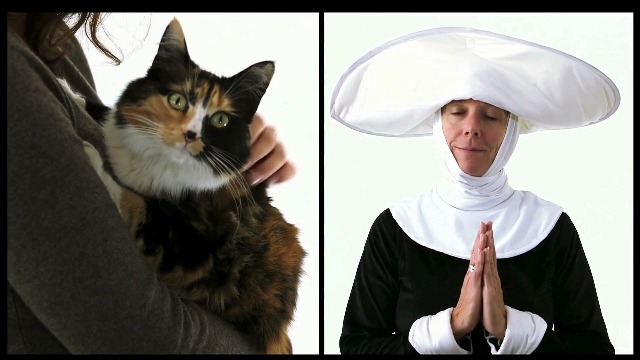 Amazon.com: FUN delivery Kitty Carpet: Reusable Downstairs Toupee
