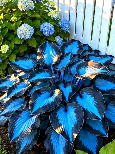 Sfuso Hosta bulbi, piante erbacee Resistenti perenni, bulbi da fiore a fioritura, adatti per la semina immediata, Hosta pianta vera(non artificiali)-4 bulbi-E