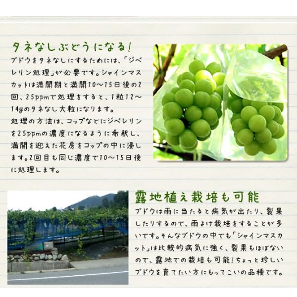 Amazon.co.jp: 果樹苗 ブドウ シャインマスカットPVP接木苗 1株 / 国