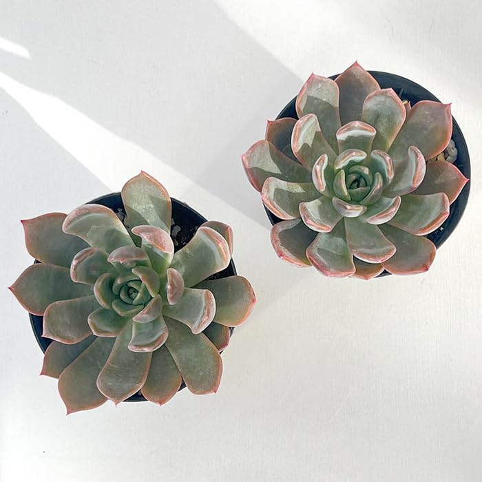 多肉植物 エケベリア Segovia セゴビアドロップ コブ 赤紫極上苗