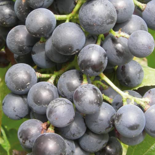 Plant De Vigne Muscat Bleu 2L – Raisin De Table Précoce, Résistant Au Froid, Pour Pergolas Ou Treillis - 6