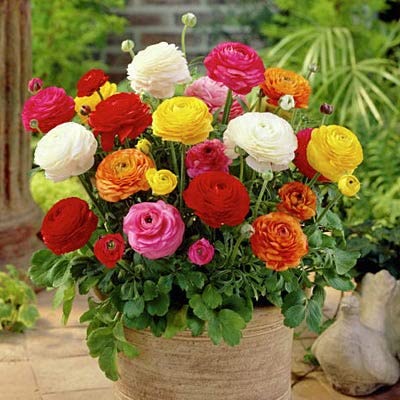 Ranunculus Flower Bulbs mix colour For Winter Season Gardening pack of 1 (B0BSR95FSZ) Amazon Price History, Amazon Price Tracker