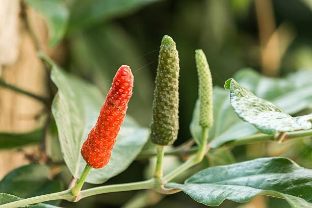 AGH_Long Pepper Pipli Piper Longum_live plant_with grow bag_2.5"x2.5"x14.5"_healthy medium small plant_pack of 1 (B0CPZTVVB1) Amazon Price History, Amazon Price Tracker