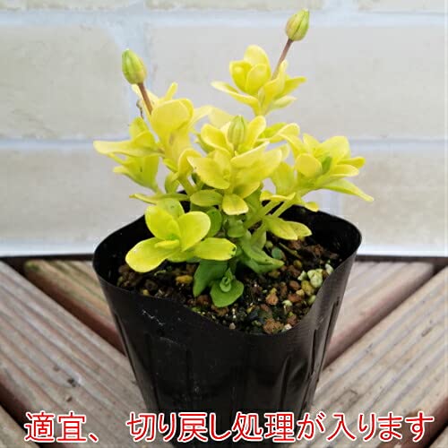 E☘️ブルーデージー苗☘️　❤抜き苗❤　選べるおまけつき　無農薬 E☘️ブルーデージー苗☘️ ❤抜き苗❤ 選べるおまけつき 無農薬 2025