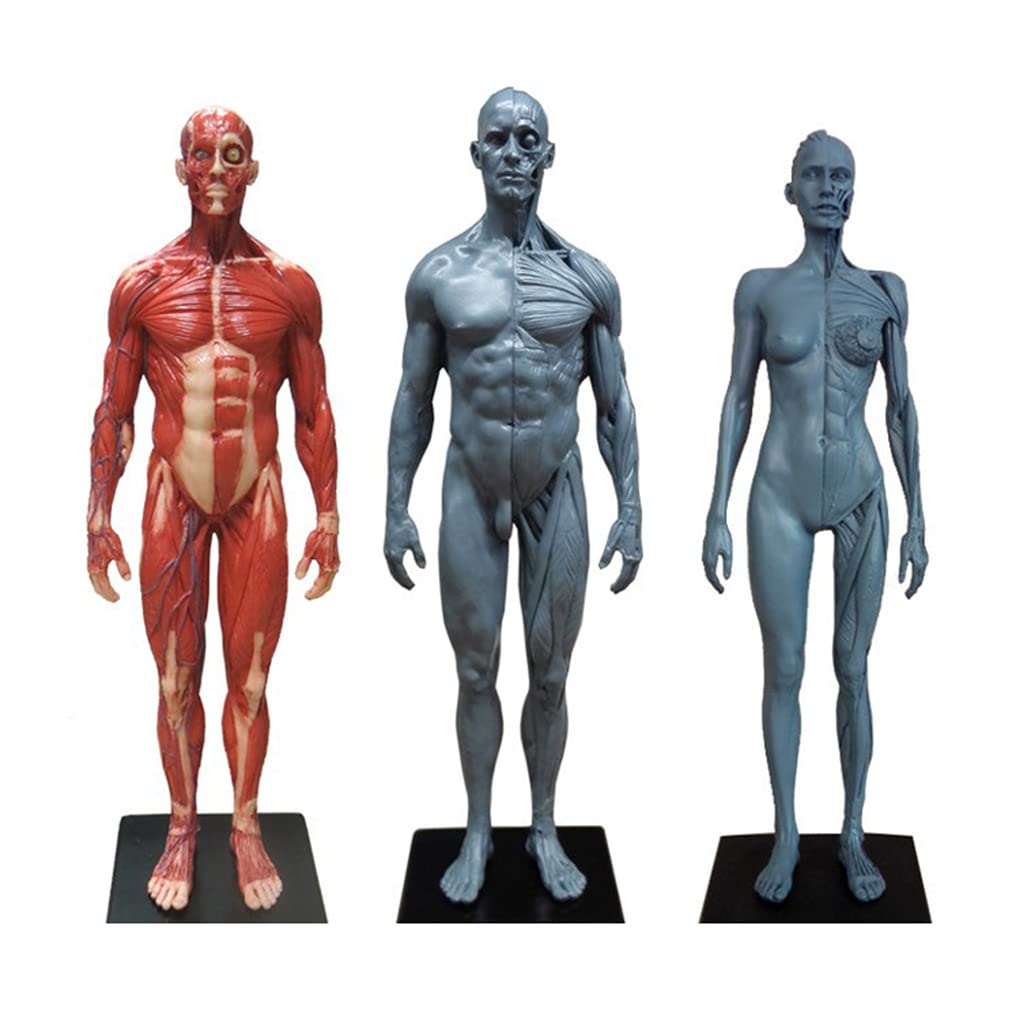 YNIYUJKL Teaching Model Tools,30Cm Male Female Body Muscle Anatomical Resin Human Skull Head Body Muscle Bone Model Human Anatomy 3Pcs