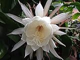 À PROPOS DU PRODUIT - Ce paquet contient UNIQUEMENT 50 graines de fleurs d'Epiphyllum Oxypetalum, GRAINES UNIQUEMENT, pas de plantes vivantes. Les photos montrent la plante mature dans le futur, et non la plante réelle que vous recevrez.