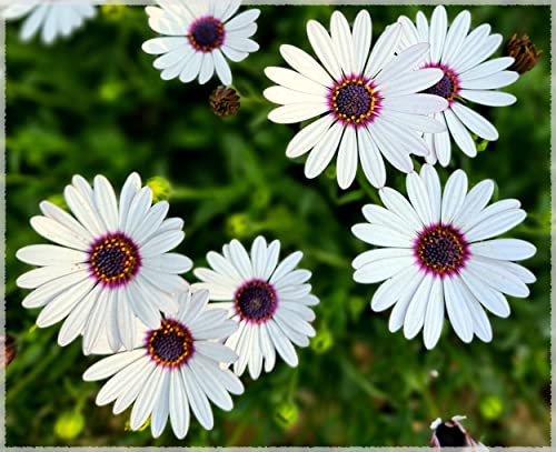 Image of Dimorphotheca Flower Seeds Pack of 50 Plus Seeds White Daisy African Daisy Seasonal Flower Seeds for Home Garden Balcony Pots Outdoor Gardening (Dimorphotheca white)