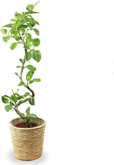Amazon 観葉植物 アルテシーマゴムの木 幹曲り 10号 鉢カバー付 観葉植物 オンライン通販 Amazon 観葉植物 アルテシーマゴムの木 幹曲り 10号 鉢カバー付 観葉植物 オンライン通販