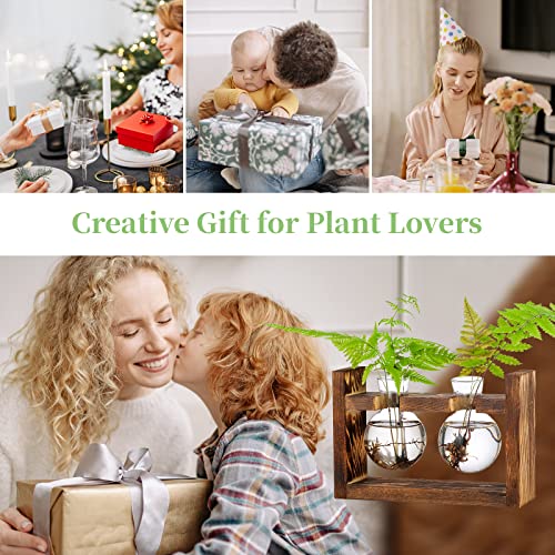 Vermehrungsstation 2 Stück Glühbirne Avocado Vase Glas Eichel Vase Für Blumen Terrarium Jar Pflanzgefäß Mit Holzregal Standhalter Für Grünwasserpflanzen Fit Für Home Kitchen Table Desk Indoor Decor