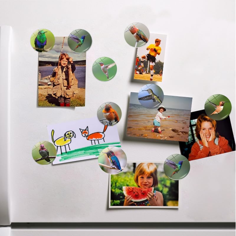 Koelkastmagneten uit de Kolibri-serie, decoratieve koelkastmagneten