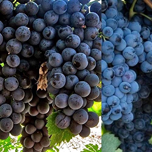 Vitis Grape Plants 'Black Alicante' x2 Plants - Great Yielding Variety Perfect for UK Climate