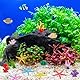 SUPERFINDINGS 21 Stück Mini Korallen Dekor Aquarium Künstliche Korallenpflanze Aquariums Dekoration Künstliche Aquarium Ornamente Bunte Ozeankorallen Für Die Aquariums Landschaft