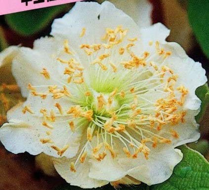 Amazon | 北山ナーセリー キウイフルーツ苗木(受粉用オス) トムリ 1