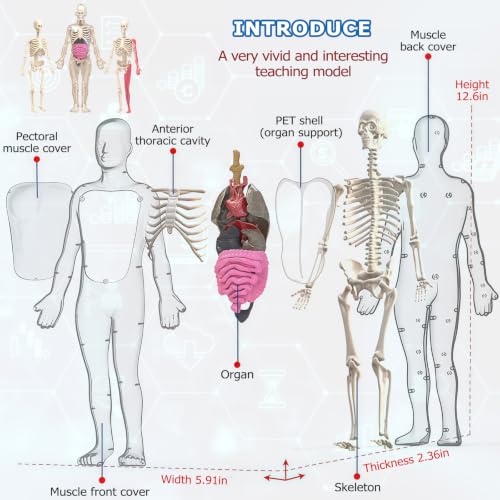 Image of Glow in Dark Human Body Model, 3D Realistic Human Anatomy Model,Removable Human Organ Model for Study Teaching Demonstration