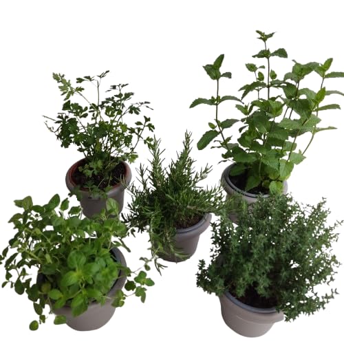 Pack plantas aromaticas- Romero+Menta+Perejil+Oregano+Tomillo- Hierbas- plantas exterior- plantas resistentes.