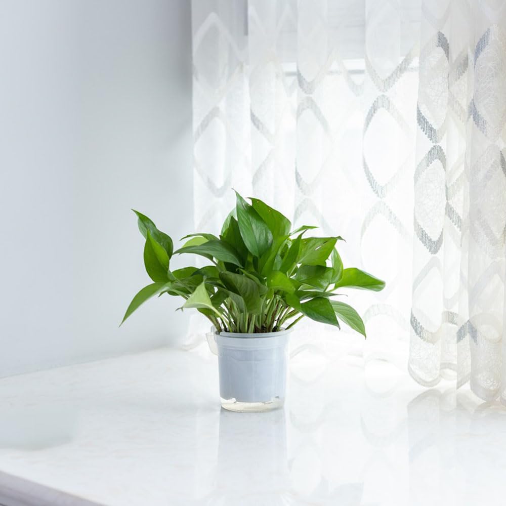 450 pcs efeutute samen - winterharte kbelpflanzen Epipremnum aureum, Efeutute am Moosstab, zimmerpflanze dachbegrnung dekopflanzen winterharte  stauden mehrjhrig balkonpflanzen winterhart : Amazon.de: Garten