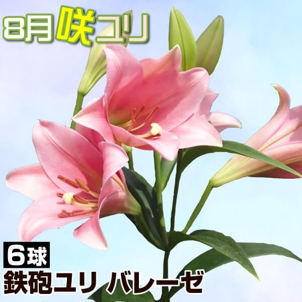 Amazon.co.jp: 球根 花ユリ 8月咲鉄砲ユリ バレーゼ 6球 / ユリ