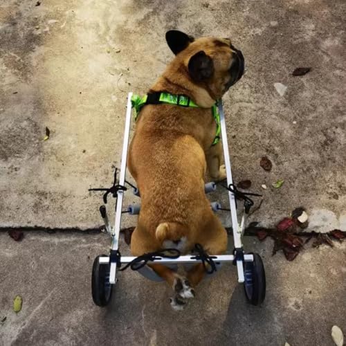 Fauteuil roulant pour chien blessé pour sorties au parc - 2