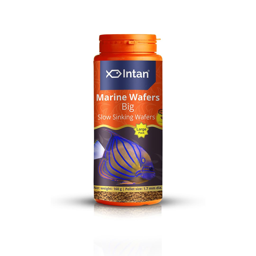 Growel Intan Marine Wafers (Big 1.7mm Slowly Sinking) | 160gm - Highly Nutritious Ornamental Fish Food for Marine Angels, Clownfish, Royal Gramma & Clown Trigger (B0CF9B4SNY) Amazon Price History, Amazon Price Tracker