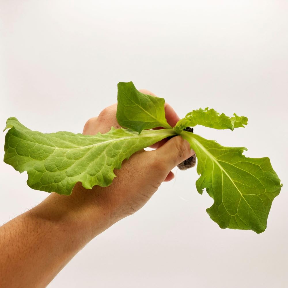 サニーレタス様 Amazon | トーホク サニーレタス | 野菜