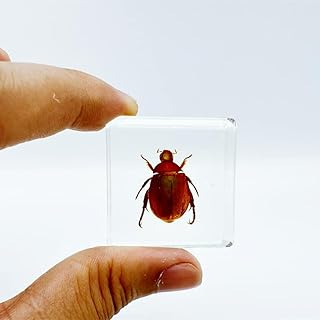 Various Cute Resin Insects, Insect Specimens，Resin Preservation, Resin Amber for Children's Science Education, Collection (Gold Chafer Beetle)