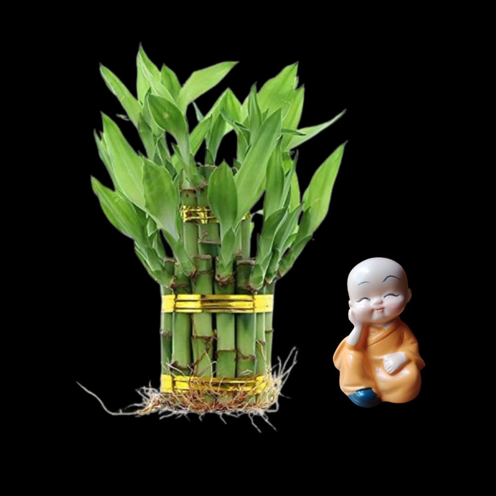 See full amazon price history chart for 2 layer lucky bamboo indoor Live plant with monk- Plant without Pot 2 layer lucky bamboo indoor Live plant with monk- Plant without Pot (B0CDQH2DGM) Amazon Price History, Amazon Price Tracker