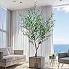 Faux Olive Tree Fake Olive Tree Olive Trees Artificial Indoor 7 Feet X 84 inches Realistic Potted Silk Indoor Large Fruit for Home Offices Living Rooms Bedrooms Stairs and Foyer Decor