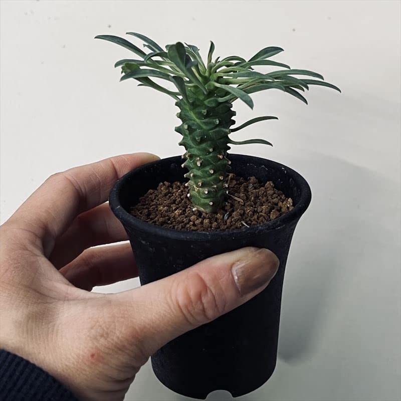 Amazon｜多肉植物：ユーフォルビア 峨眉山鉄甲(がびざんてっこう