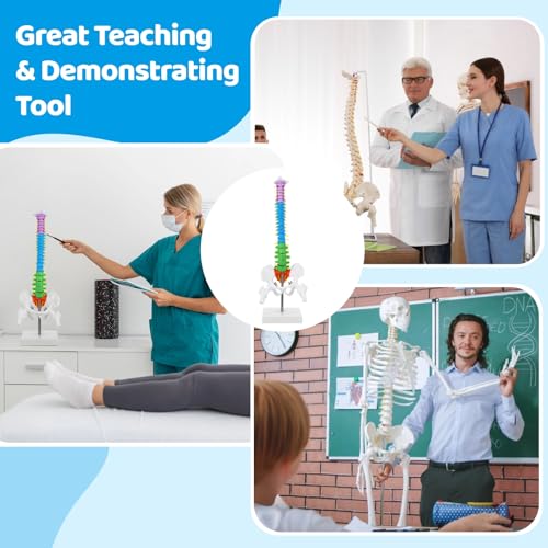 Image of Scientific Mini Colorful Spine Model, 17.7 Inches Flexible Human Spine Model with Base, Anatomy Education Spine Model, Vertebral Column Model with Spinal Nerves Pelvis Femur for Teaching Demonstrating