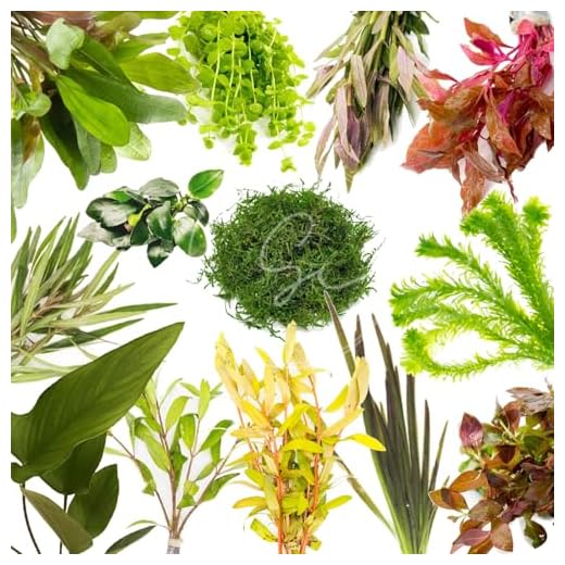 10 Assorted Live Aquarium Plants Bundle
