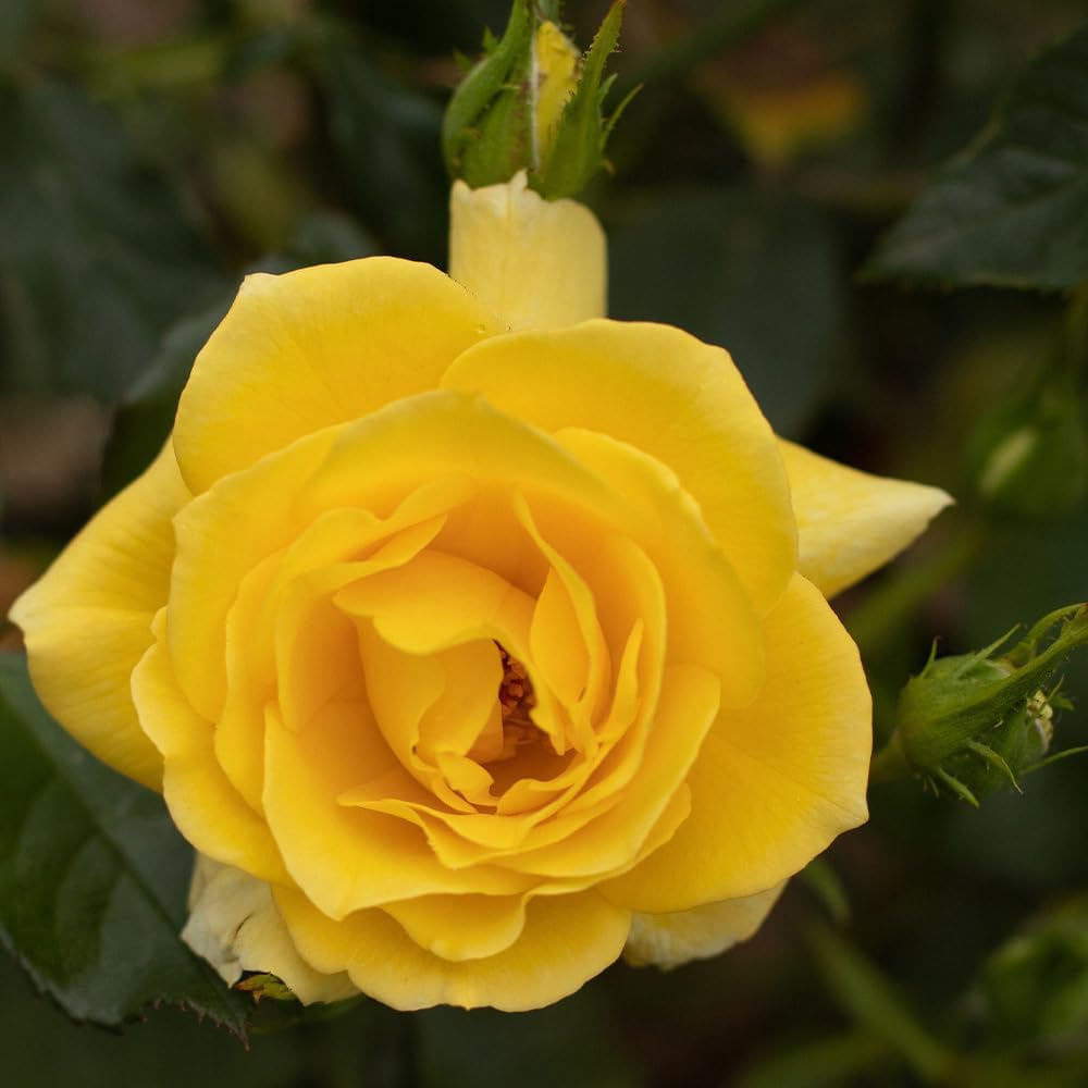 Heirloom Floribunda Roses, Live Own Root Plant for Outdoor Garden, Veranda® Sunbeam, No FragranceHardiness Zones: 5-9, Repeat Blooming