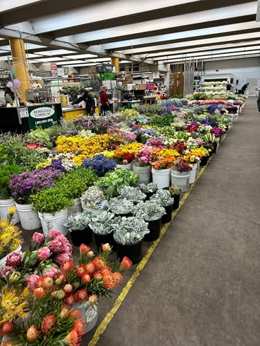 next day delivery 20 yellow tulips fresh cut flowers wheat field bouquet gifts for home decoration birthdays friendship and love pink