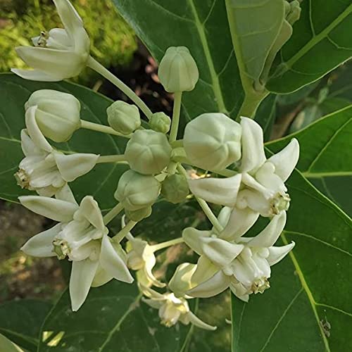 HERBALISM Swetharka Madaar Crown Flower Bili Ekkada Gida Bili Ekka Ganpati Flower Calotropis Gigantea Living Plant in Poly Bag