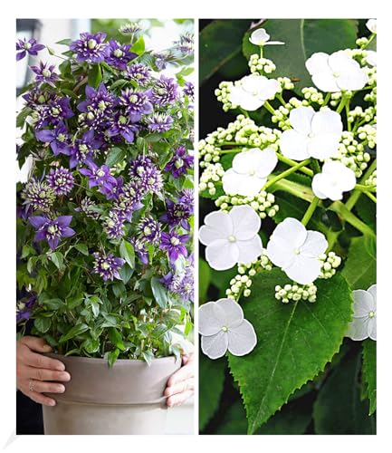 BALDUR Garten Winterharte Kletterpflanzen Kollektion, 1 Kletterhortensie Hydrangea und 1 Clematis Taiga®, 2 Pflanzen, bienenfreundlich und schmetterlingsfreundlich, blühend