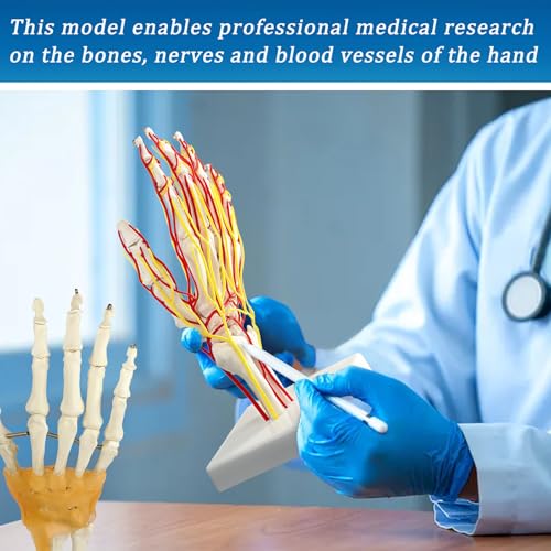 Image of Hand Artery Model, Hand Model, Life-Size Hand Skeleton Model with Arteries - Detailed Anatomy for Medical Research and Patient Education