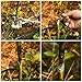 Hymnorq Professional Large Grafting Tool for Garden Fruit Trees and Vines, Full Metal Body and Sharp V Type Blade, Cut 5-20mm Dia. Rootstock and Scion, Save 50% of Labor Costs, 90%+ Success Rates