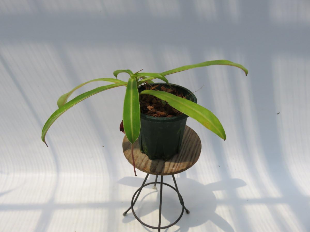 食虫植物 N.ventricosa (Quezon Prov.) ventricosa red Quezon No.1 #山田食虫植物農園 #食虫植物