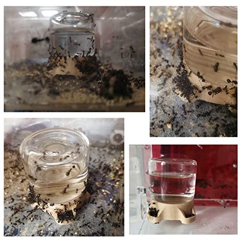 Insetto Acqua di Alimentazione Stampa 3D Formica