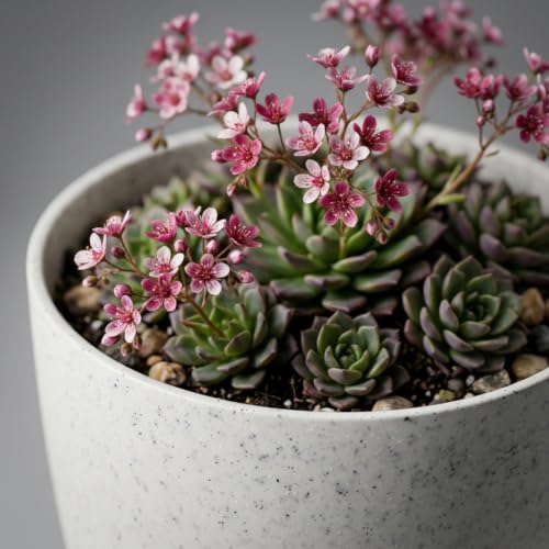 Image of YUCCABE ITALIA SHERA Stella 4 Inch Pack of 3 Piece Plastic Plant Pot for Home Decor Indoor Plant Pots for Living Room Plastic Flower Pot for Garden (Stone White, 10 INCH - 4 Pcs)