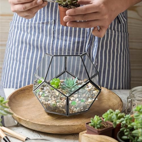 Plantes aériennes et succulentes sublimées dans leur cube - 5