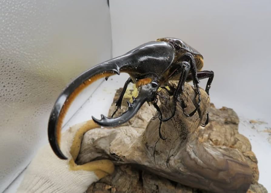 CBF1】ヘラクレスオオカブト ♂145mm×♀74mm