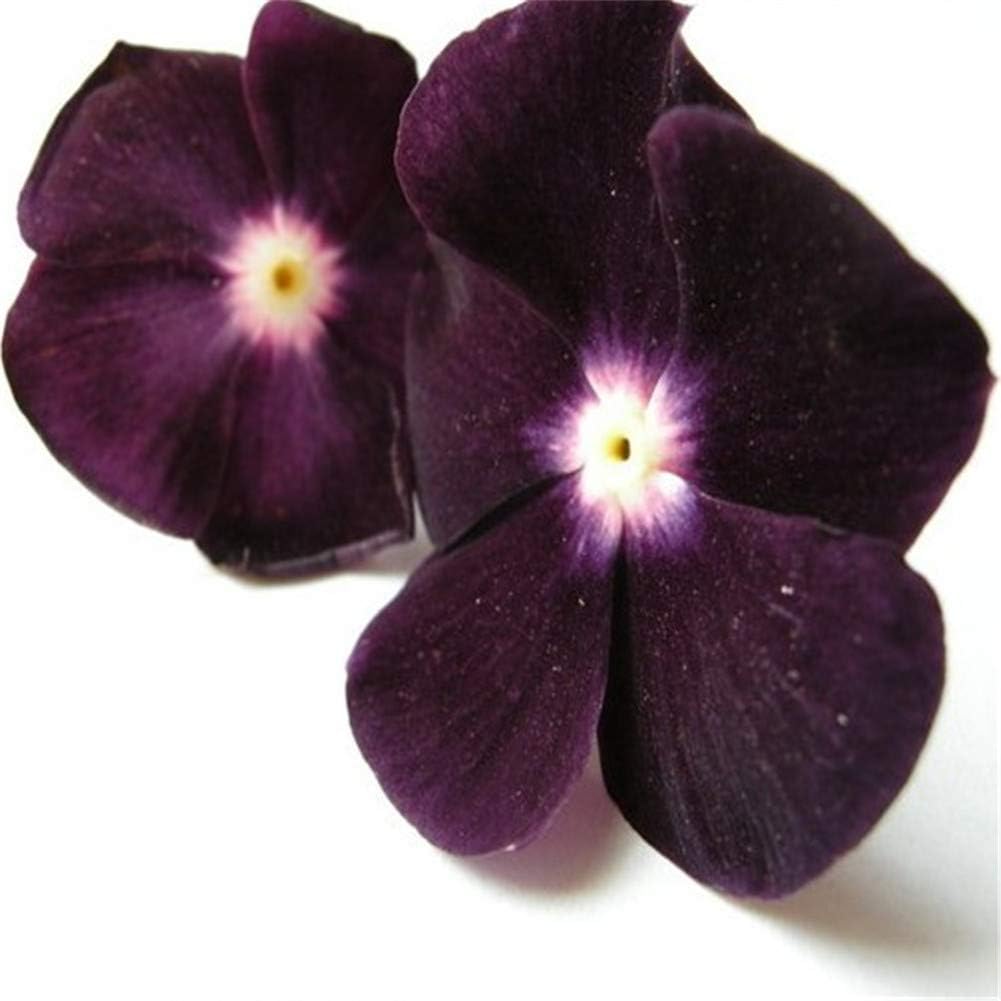 Nayantara/vinca/Sadabahar Black Purple Flower plant Healthy plant & Tree Pack of 1 (B0CBFYWY9C) Amazon Price History, Amazon Price Tracker