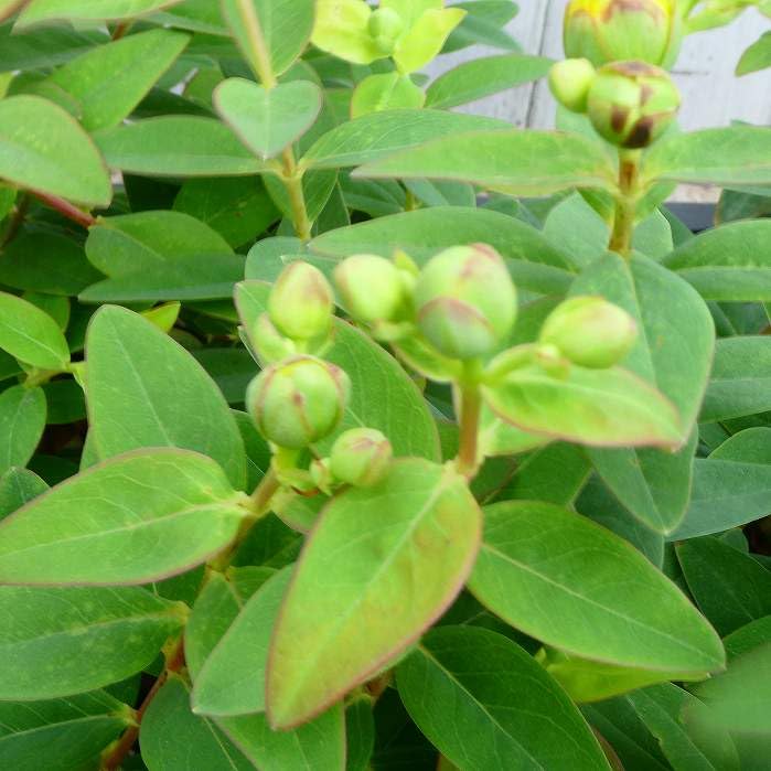 Amazon | ヒペリカム 苗 ヒデキート タイリンキンシバイ 耐寒性